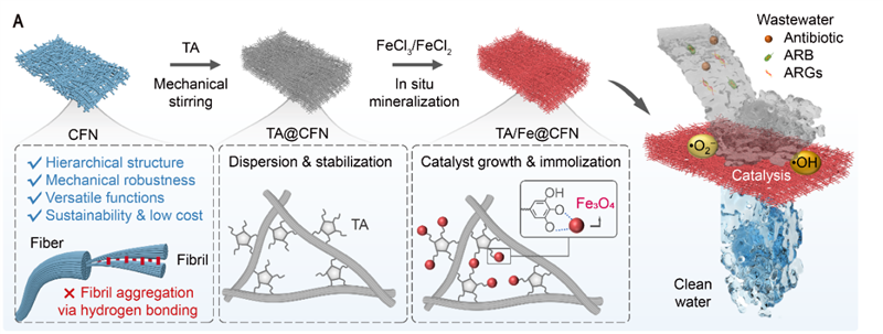 四川大學(xué)輕工學(xué)院劉公巖團(tuán)隊在膠原基納米限域催化膜實現(xiàn)高效水處理方面取得新進(jìn)展