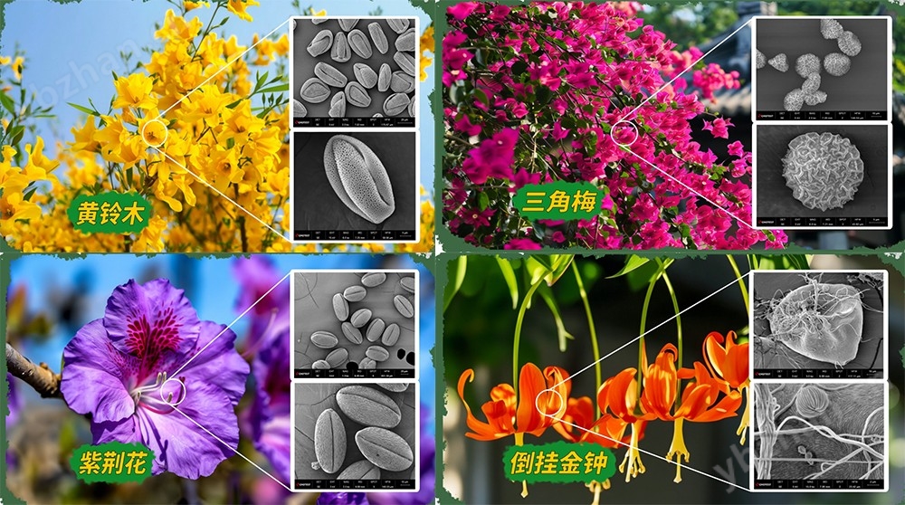 高性能复合抗振系统扫描电镜