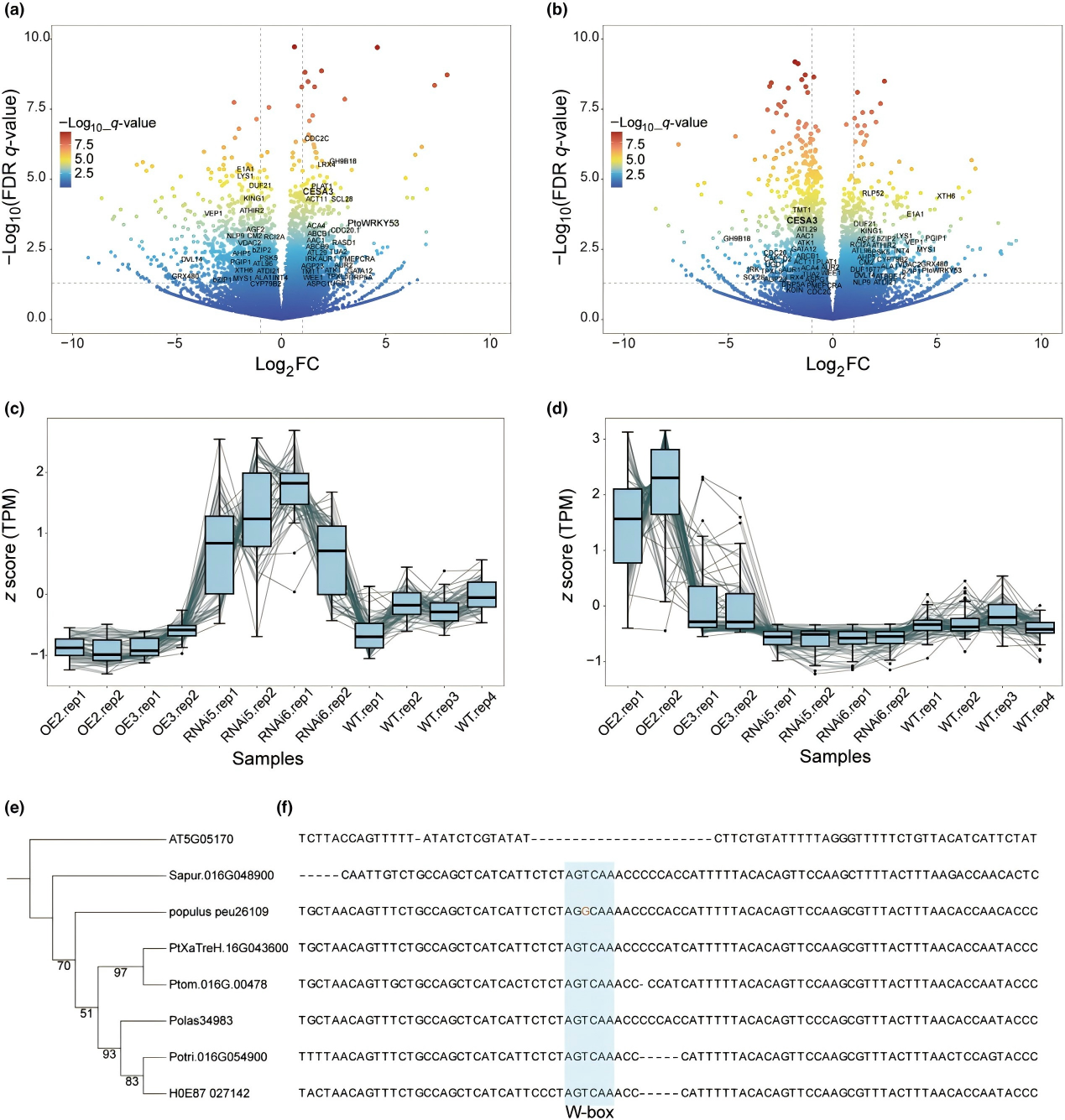 DAP-seq助力揭示杨树次生维管系统发育遗传调控机制