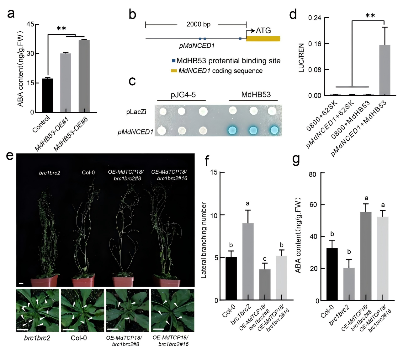 图7.png DAP-seq技术助力揭示独脚金内酯调控苹果腋芽生长的分子机制