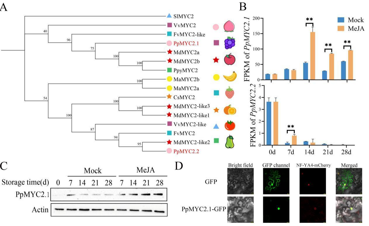图2.png Horticulture Research| DAP-seq技术助力揭示MeJA缓解桃果实冷害的分子机制