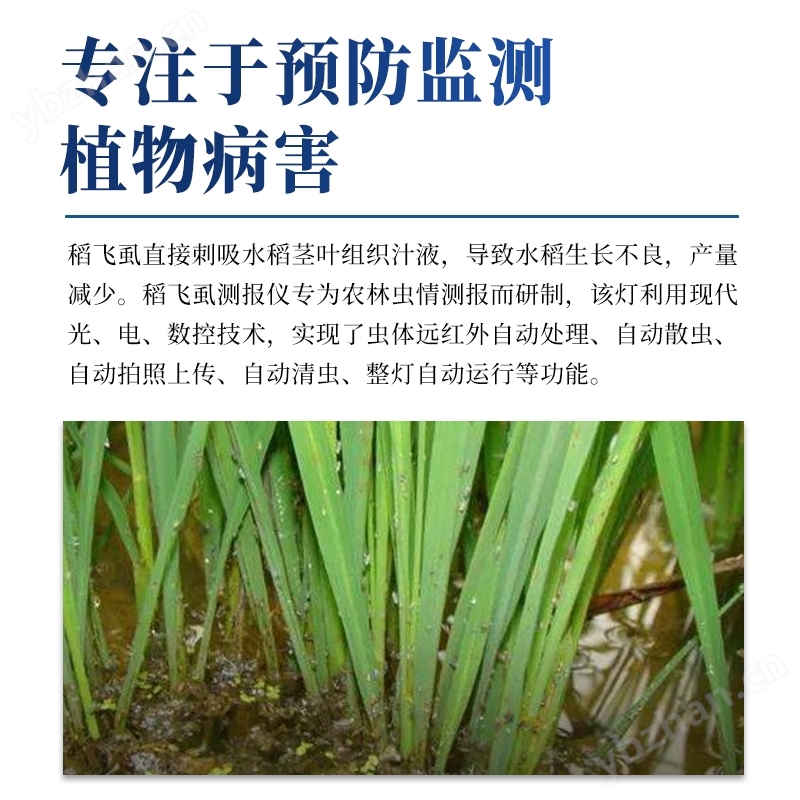 稻飛虱測報儀 小麥赤霉病監(jiān)測儀